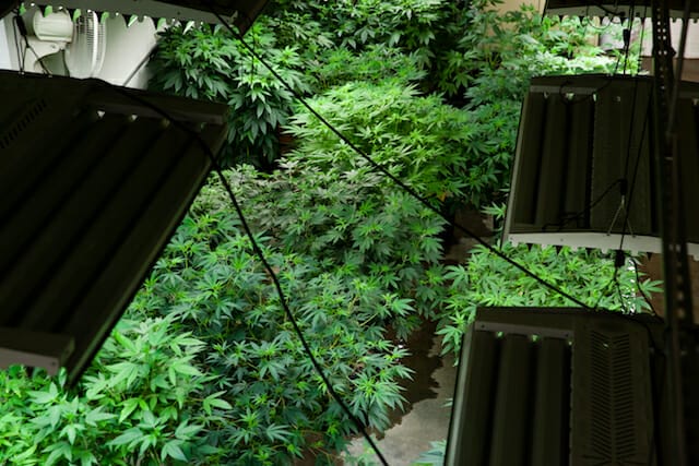 indoor marijuana grow